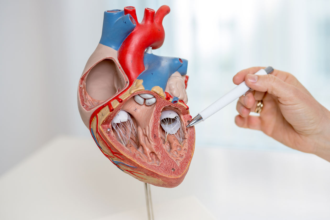 Untersuchungen – Kardiologie Dr. Eva von Eckardstein & Dr. Etienne Luciani – München